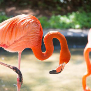 Jaki kolor pasuje do różowego?